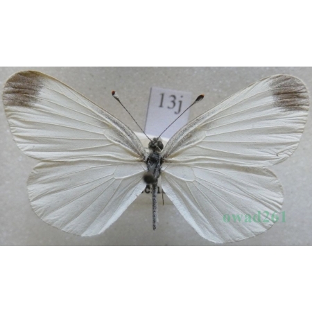 Leptidea sinapis (Linnaeus, 1758) male Wietek gorczycznik Czech13j